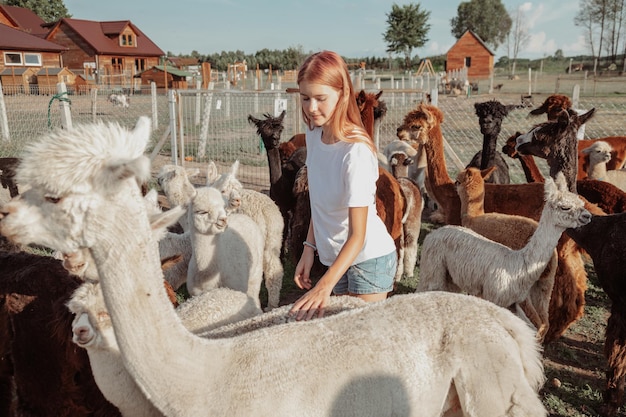 Photo teenage girl 12-15 years old in white t-shirt strokes beautiful white alpaca on farm . life on farm. agrotourism. natural materials .beautiful animals . summer holidays. adventures. friendship.