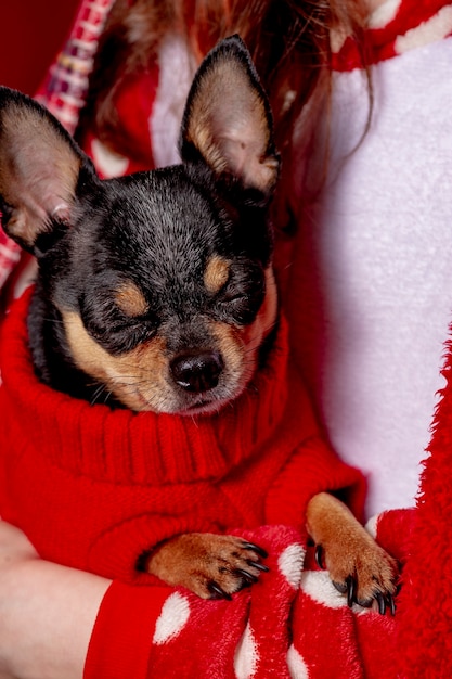 Teenage girl and a chihuahua dressed in a red sweater for dogs at home against a background of red.