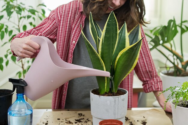 A teenager guy watering indoor plants in pots sansevieria