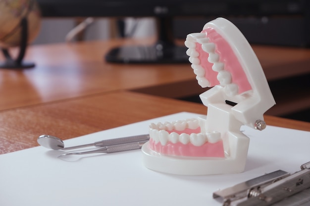 Teeth model on dentist's table