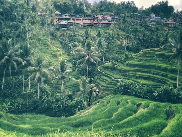 Tegallalang Rice Terrace, Ubud, Bali - Indonesia