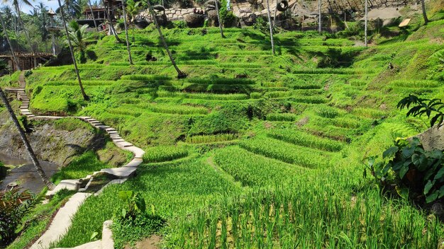 Tegallalang rice terraces in Bali Indonesia