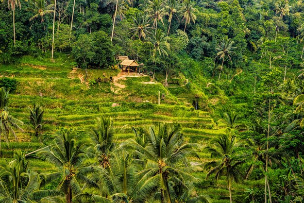 The Tegallalang Rice Terraces in Ubud are famous for their beautiful scenes of rice paddies and their innovative irrigation system