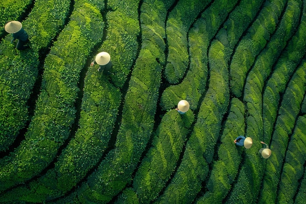 Tell the story of the tea plantation workers sfull generative ai