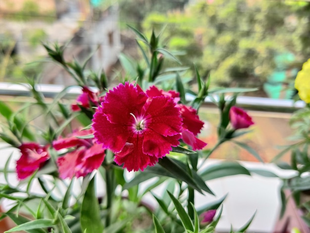 Telstar Carmine Rose Dianthus flower plant on farm it can treat inflammation infections stress