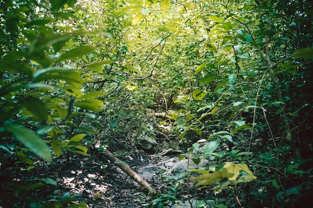 Temperate rain forest with Fern