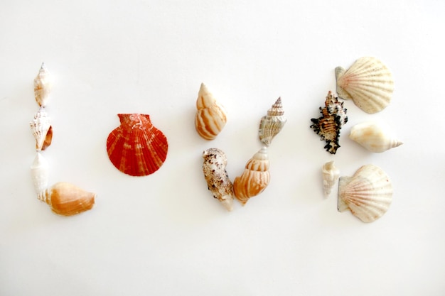 Template of shells Love Isolated on a white background place for text