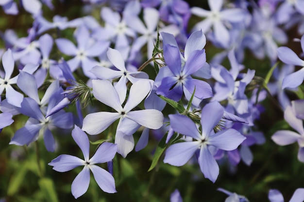 Tender blue woodland phlox or phlox divaricata wild sweet william closeup purple flowers in spring garden on blurry background selective focus with place for text nature concept for design