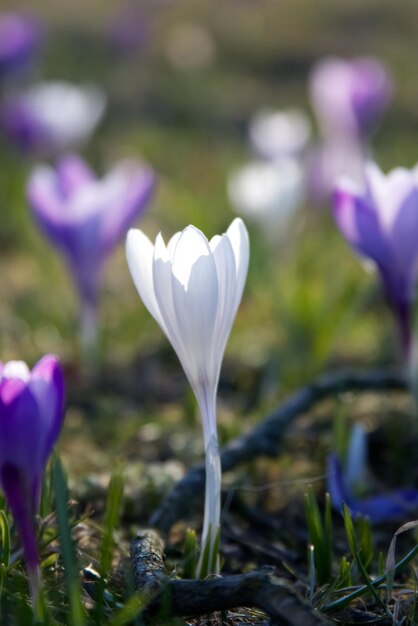 Photo tender crocuses on a spring lawn outside close-up