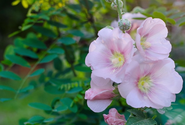 Tender mallow Malvaceae Alcea Rosea common hollyhock flowers in a summer garden