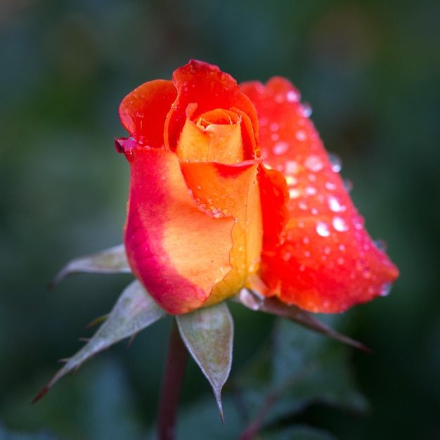 Tender orange rose in raindrops closeup Card Beauty of nature Floriculture hobby