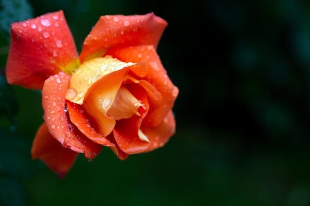 Tender orange rose in raindrops with copy space Card Beauty of nature Floriculture hobby