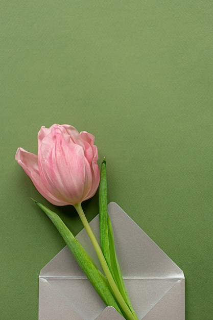 Tender pink tulip and elegant grey envelope in bottom of pastel green background. Flat lay. Copy space. Place for text. Concept of international women's day, mother's day, easter. Valentines love day