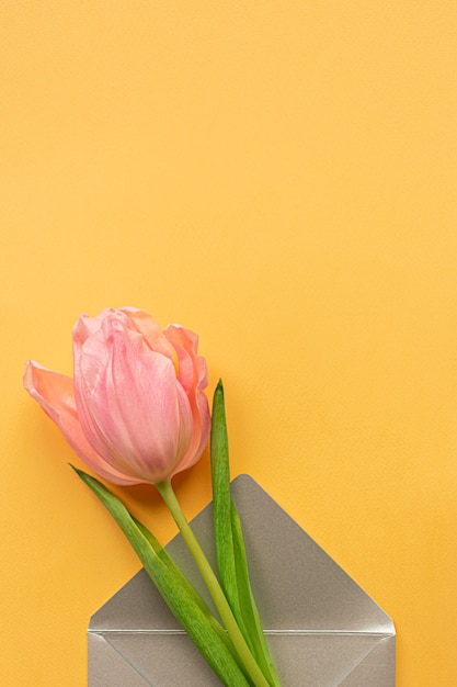 Tender pink tulip in elegant grey envelope on bottom of pastel yellow background. Flat lay. Copy space. Place for text. Concept of international women's day, mother's day, easter. Valentines love day