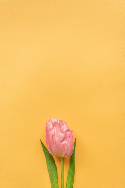 Tender pink tulip on pastel yellow background. Greeting card for Women's day. Flat lay. Copy space. Place for text. Concept of international women's day, mother's day, easter. Valentines love day