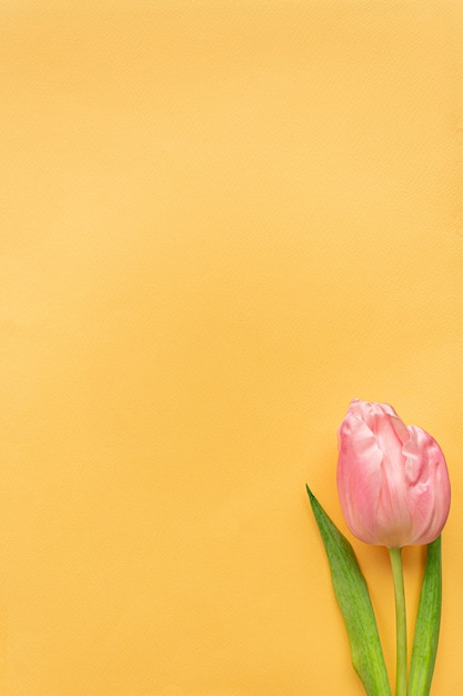 Tender pink tulip on pastel yellow background. Greeting card for Women's day. Flat lay. Copy space. Place for text. Concept of international women's day, mother's day, easter. Valentines love day