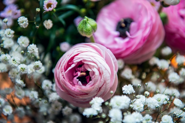 Tender ranunculus flowers