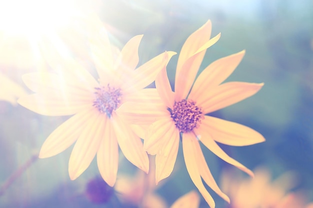 tender spring flowers background / beautiful picture of flowering branches