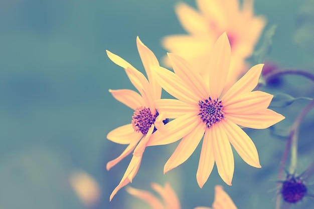 tender spring flowers background / beautiful picture of flowering branches