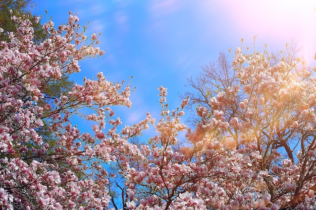 tender spring flowers background / beautiful picture of flowering branches