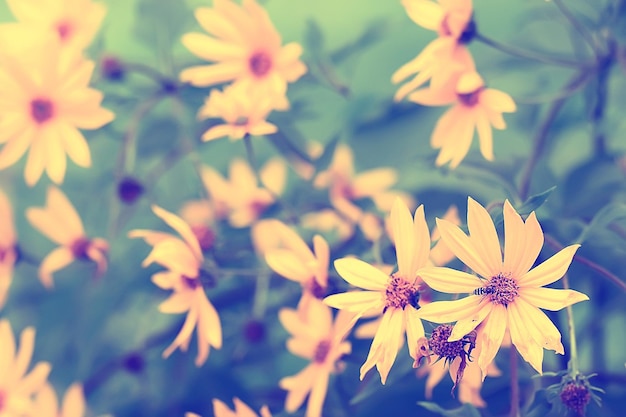 tender spring flowers background / beautiful picture of flowering branches