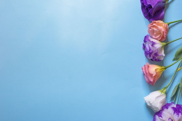 Tender white and pink eustoma flowers on blue background, flat lay