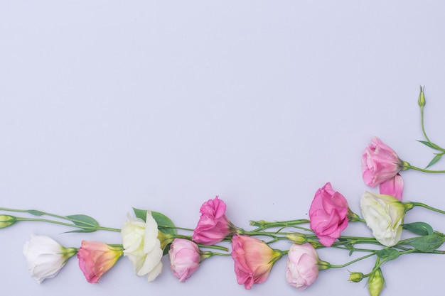 Tender white and pink eustoma flowers on gray background, flat lay