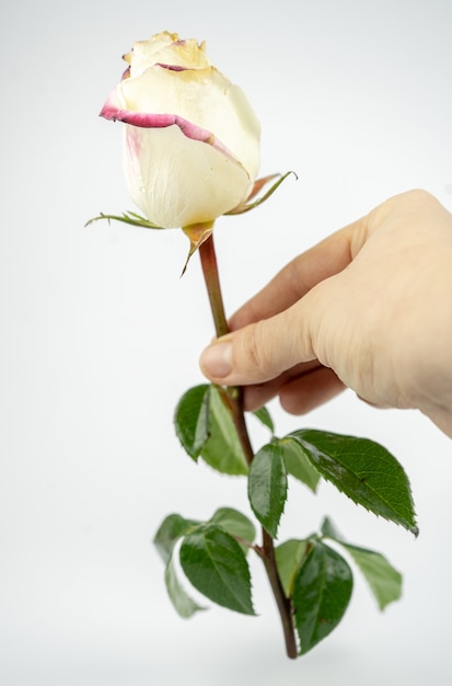 Tender white rose in a hand. isolated on white background