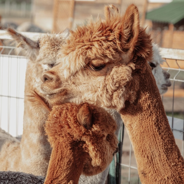 Tenderness of beautiful red-haired alpaca mom to her baby. Life on farm. Agrotourism. Natural materials .Beautiful animals . Summer holidays. Own farm. Wool production. Shaggy head. Funny animals.