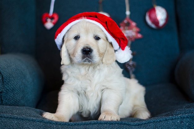 Tenderness Xmas puppy with Santa hat.