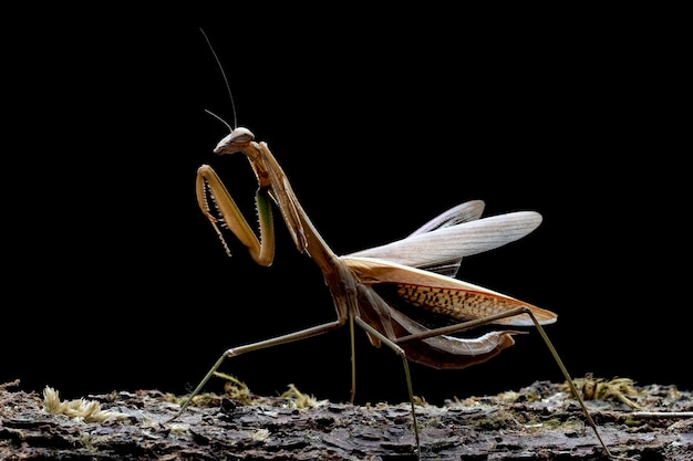 Tenodera sinensis mantis with self defense position on bark with black background