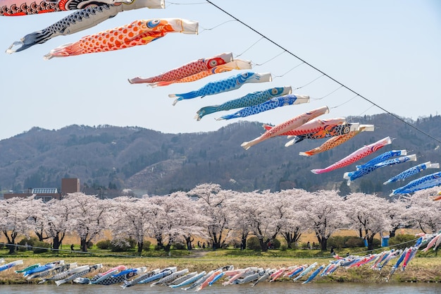 Tenshochi Park Kitakami River cherry blossoms full bloom and koinobori, the carp streamer