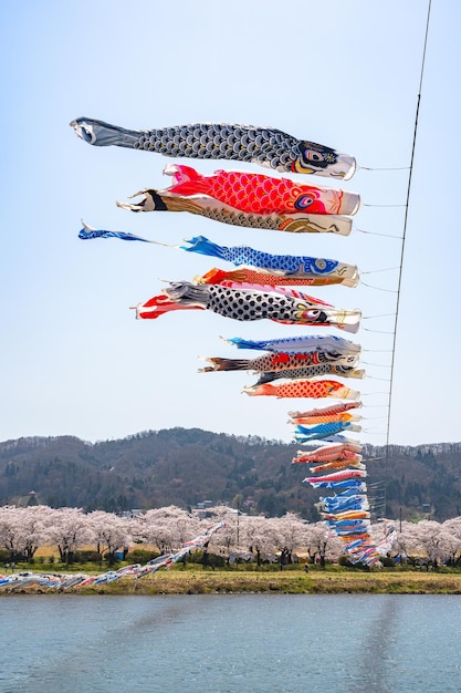 Tenshochi Park Kitakami River cherry blossoms full bloom and koinobori, the carp streamer