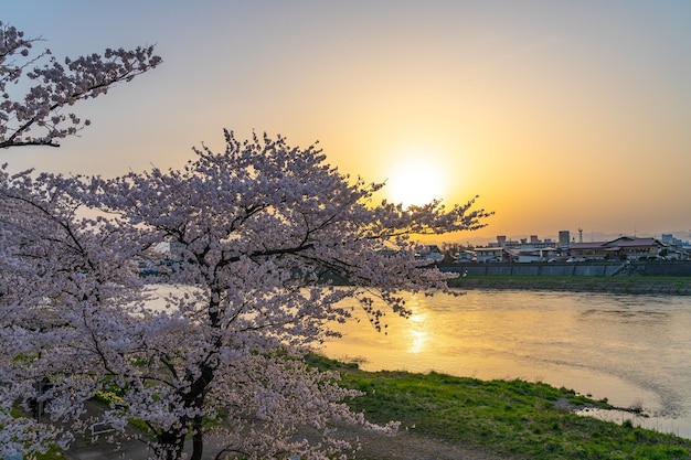 Tenshochi Park Kitakami River cherry blossoms full bloom