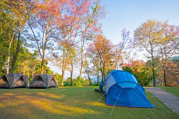 Tents forest in the  Doi Suthep National Park chiangmai Thailand