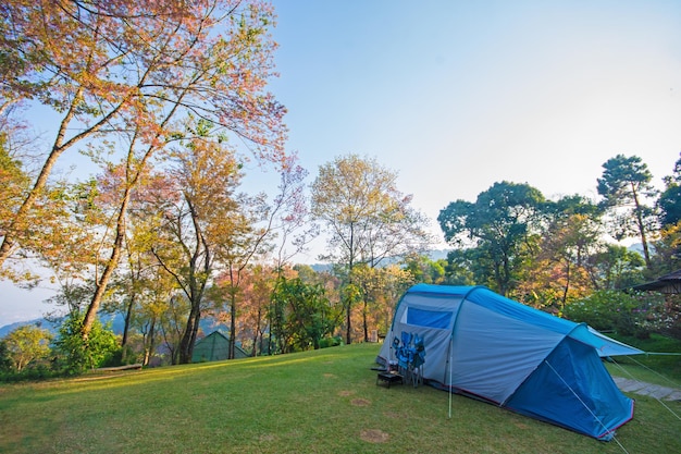 Tents forest in the Doi Suthep National Park chiangmai Thailand