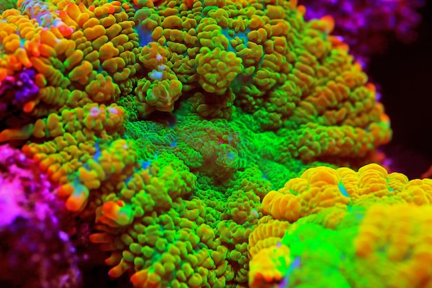 Tequila sunrise Rhodactis mushroom coral