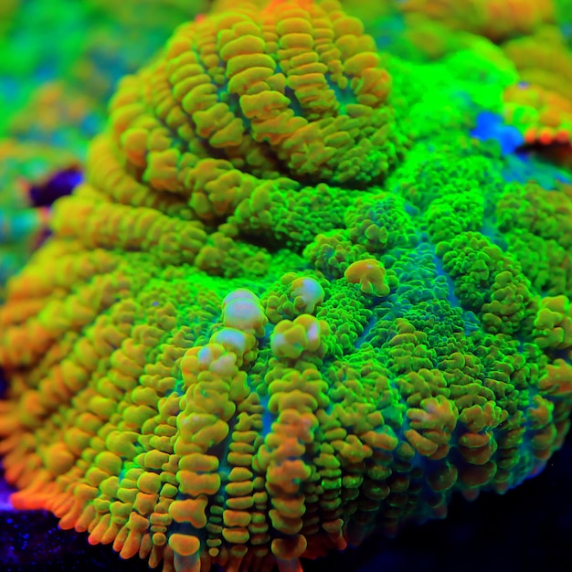 Tequila sunrise Rhodactis mushroom coral