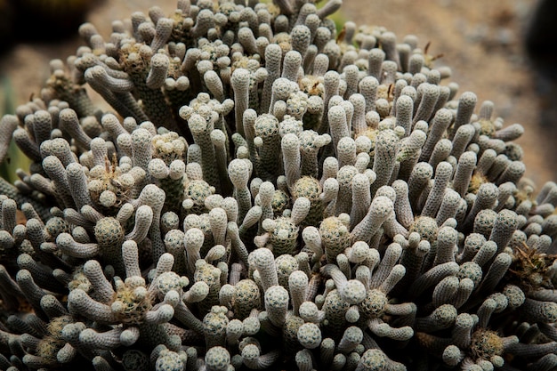 Terbinicarpus minima cactus in cacti green house