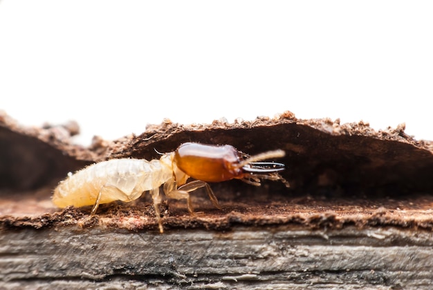 Termite macro on decomposing wood