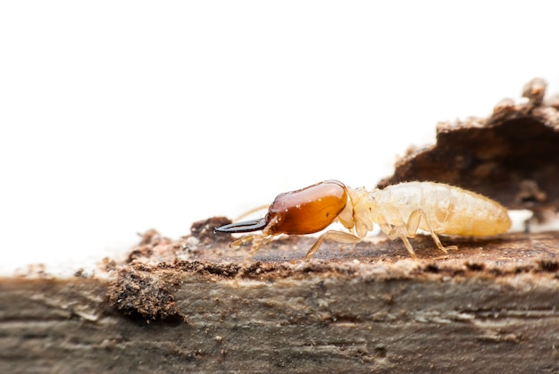 Termite macro on decomposing wood