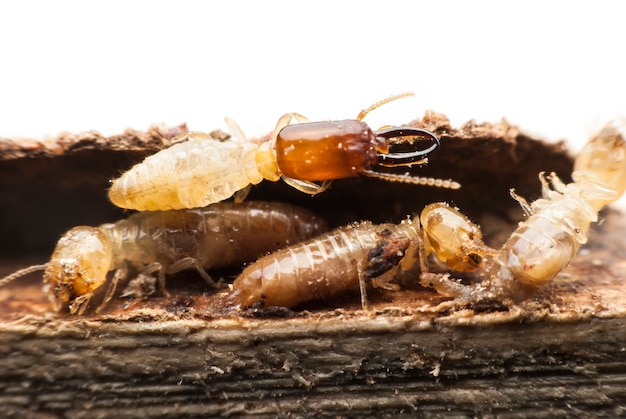 Termite macro on decomposing wood