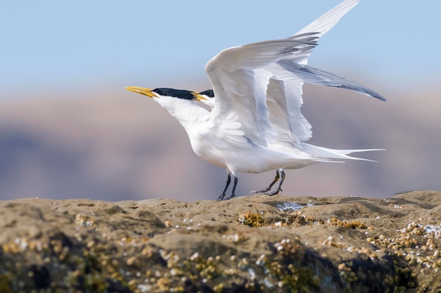 Tern in Patagonia, Peninsula Valdes , Chubut Province