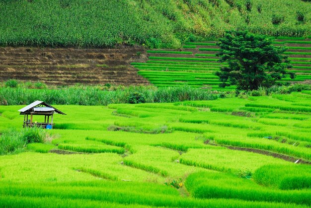 Terrace rice fields in Mae Chaem District Chiang Mai Thailand