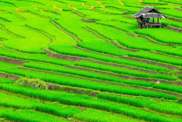 Terrace rice fields in Mae Chaem District Chiang Mai Thailand