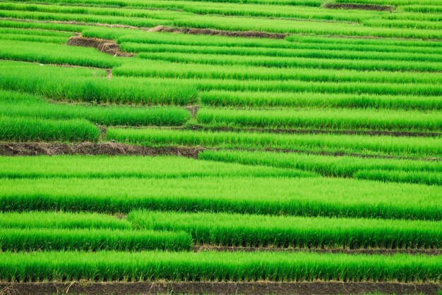 Terrace rice fields in Mae Chaem District Chiang Mai Thailand