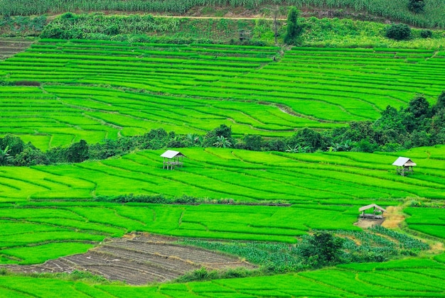 Terrace rice fields in Mae Chaem District Chiang Mai Thailand