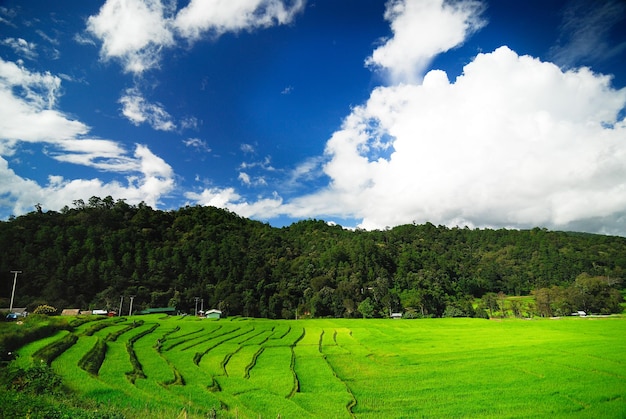 Terrace rice fields in Mae Chaem District Chiang Mai Thailand