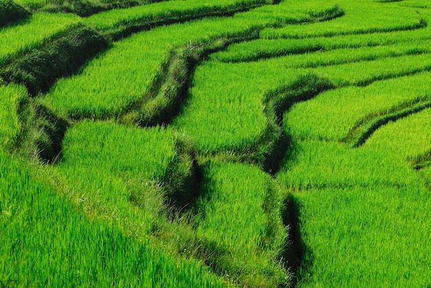 Terrace rice fields in Mae Chaem District Chiang Mai Thailand