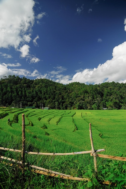 Terrace rice fields in Mae Chaem District Chiang Mai Thailand